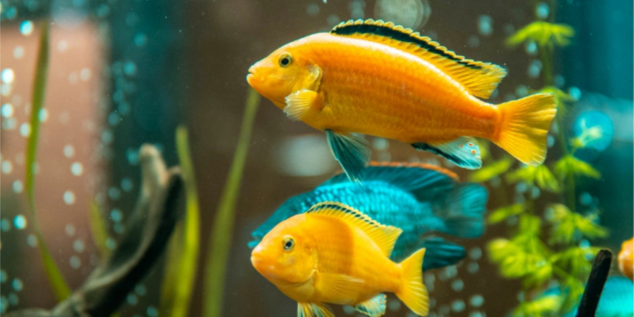 Freshwater Aquarium