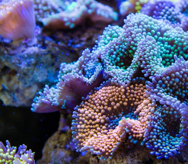 Image by Saltwater Aquarium for Beginners & Newcomers 🐟 Top