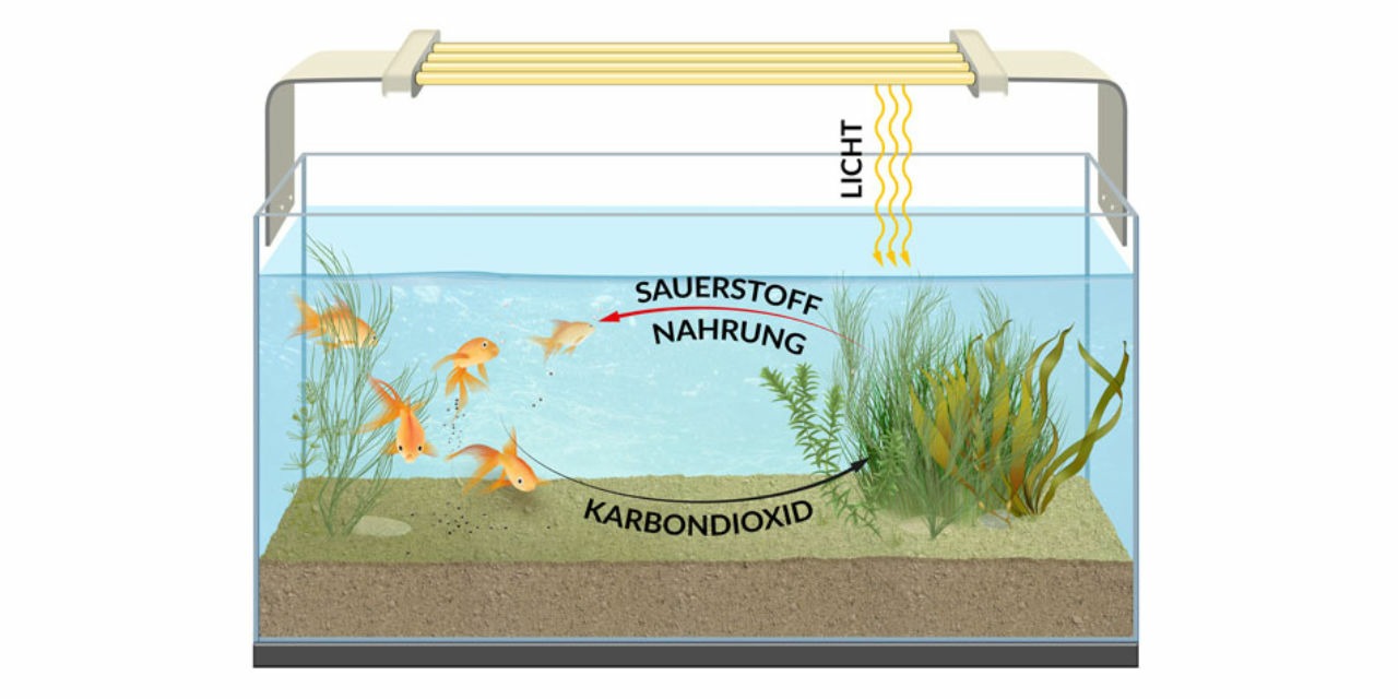 CO2 Cycle in an Aquarium