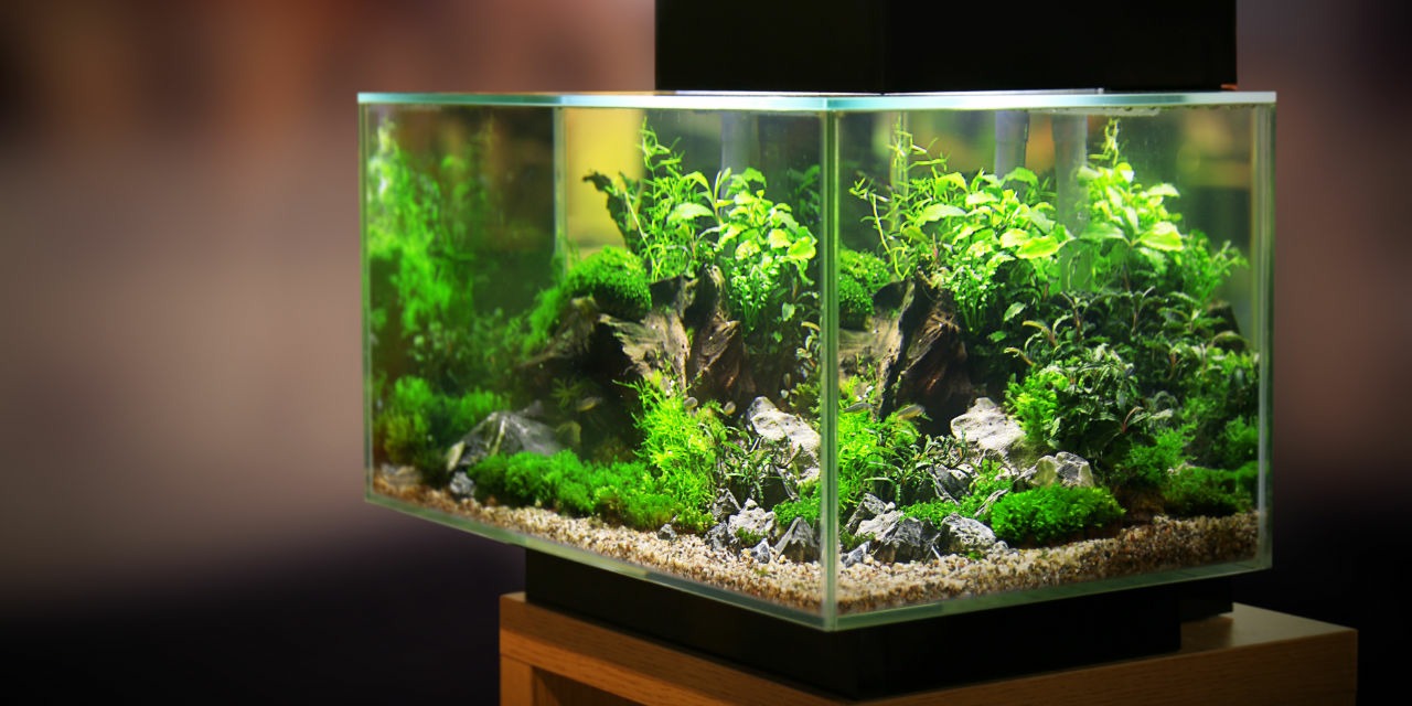 small aquarium