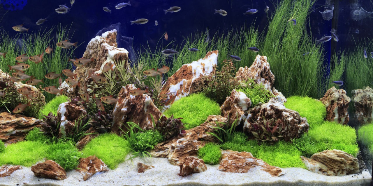 Aquarium Setup Example 1