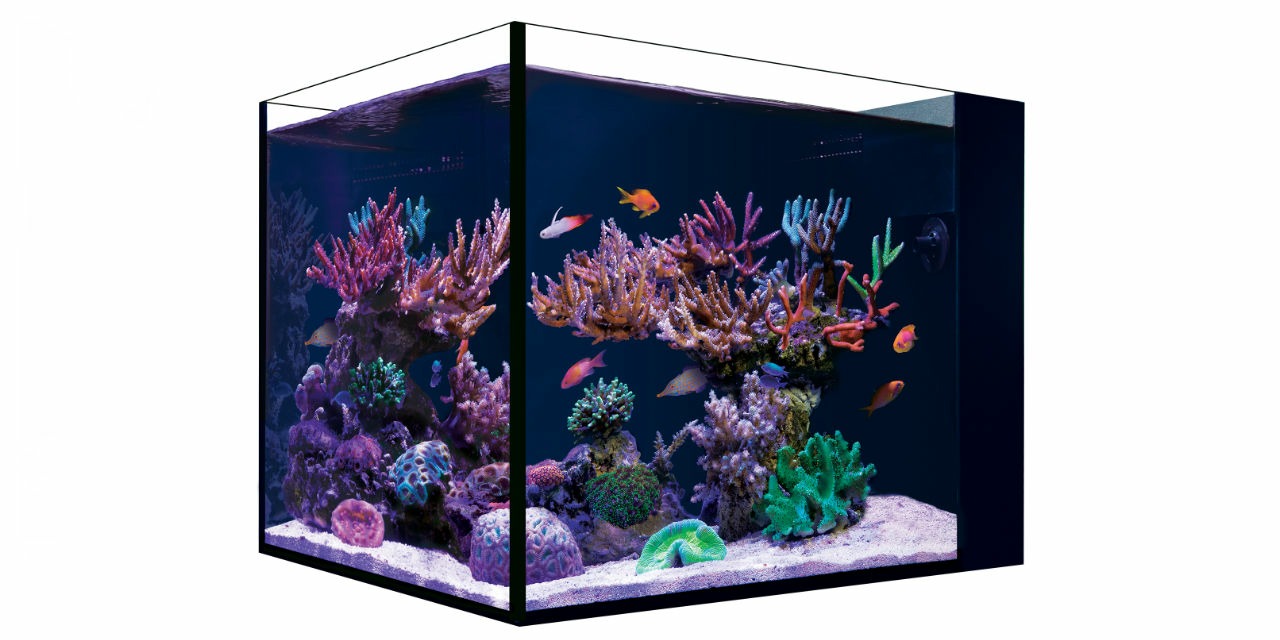Nano Saltwater Aquarium