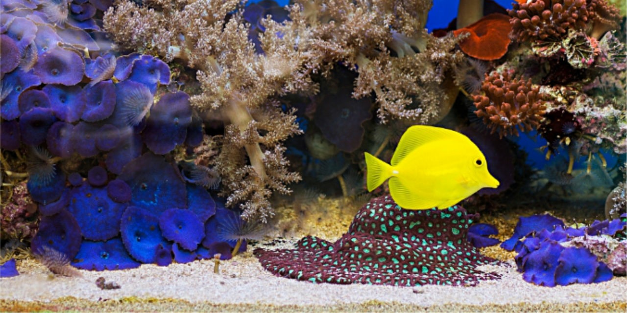 Substrate for a saltwater aquarium