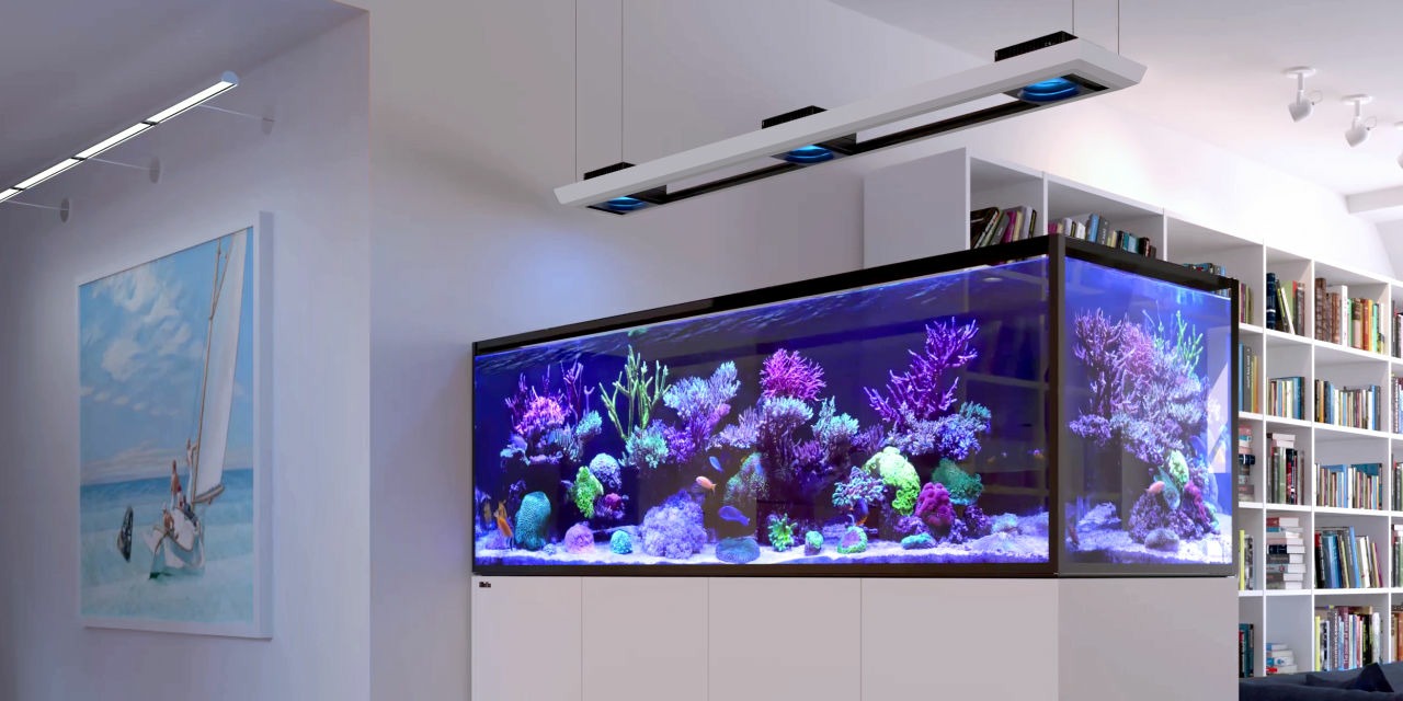 Saltwater aquarium with a cabinet