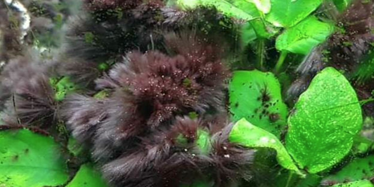 Brush algae on Anubias