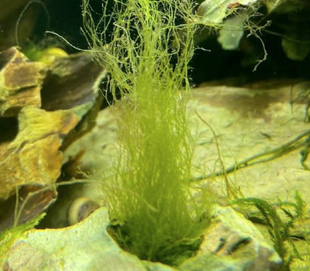 Image by How to Control/Remove Beard Algae in an Aquarium 🐟