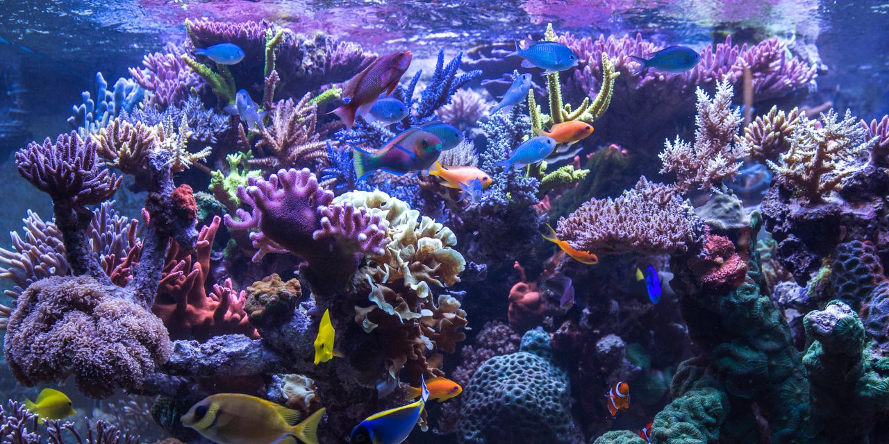 Aquarium Setup Example 3