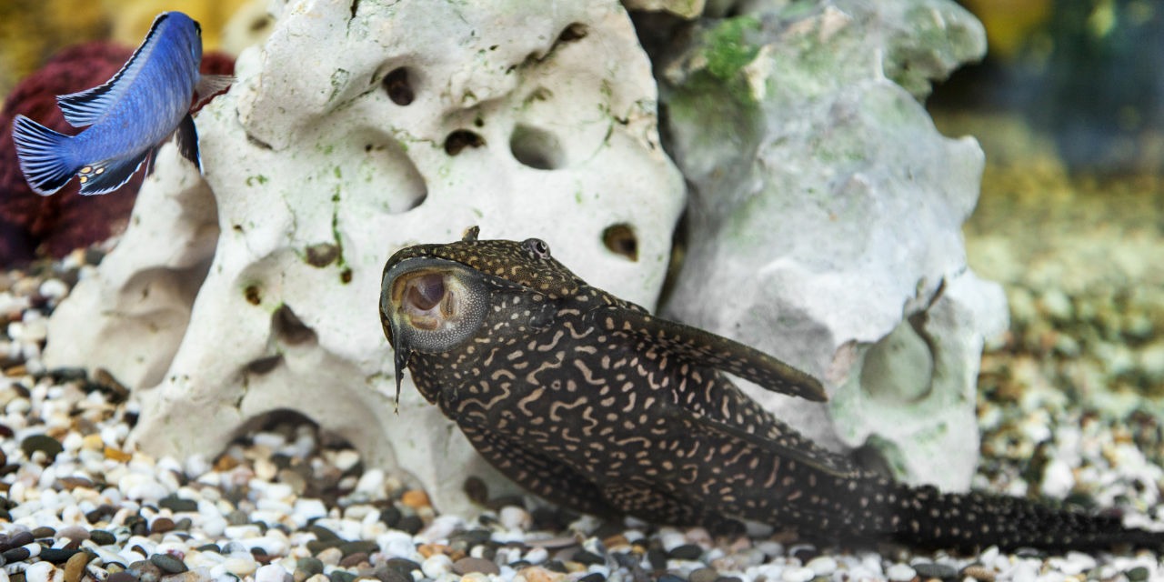Antenna Catfish (Ancistrus dolichopterus)