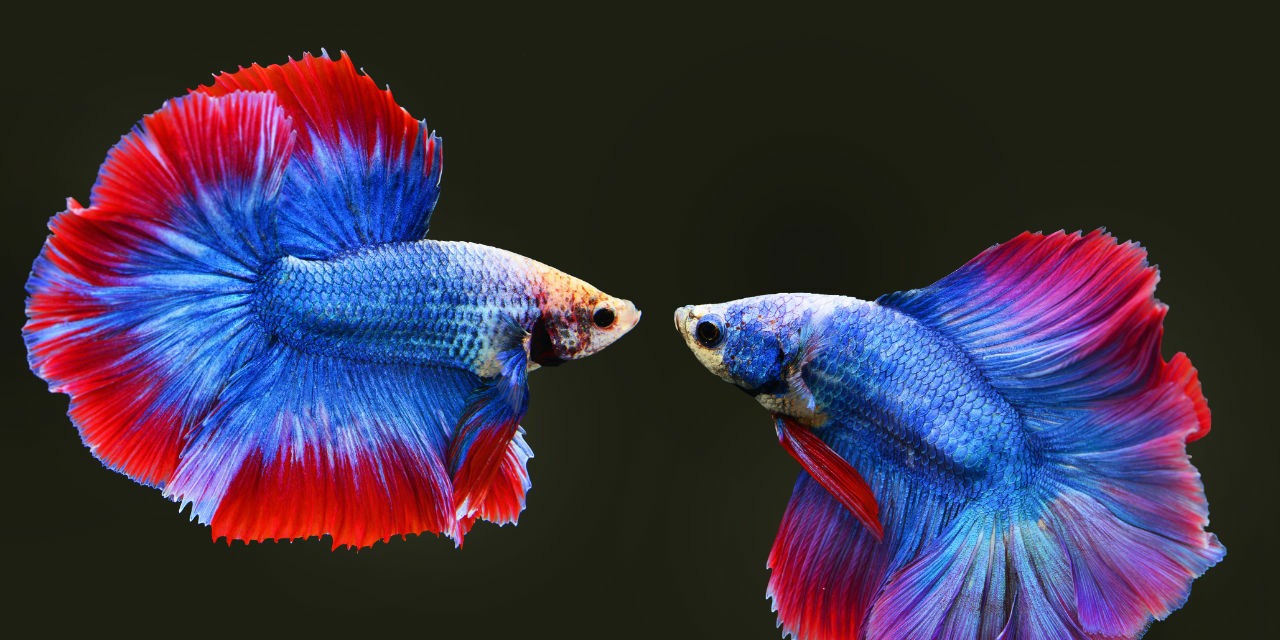 Make Your Own Fish Food for Predatory Fish