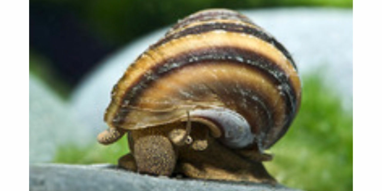 Horned Snail