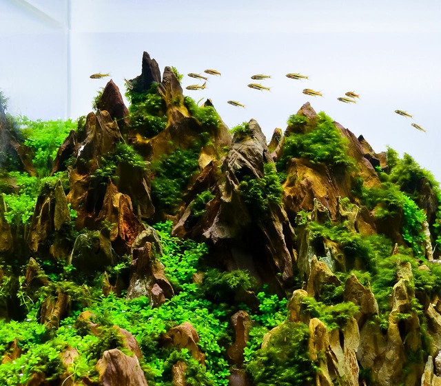 Image by Setting Up & Decorating an Aquarium 🐟 Top 4 Exampl