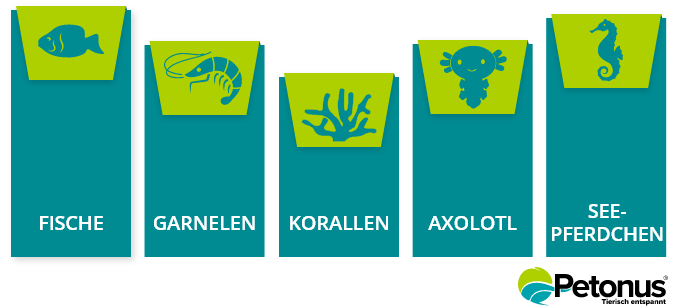 Infographic: Which Sea Creatures Suit Me?