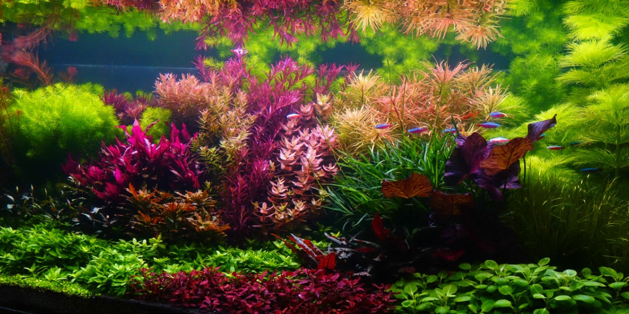 Colorful Underwater World Aquarium