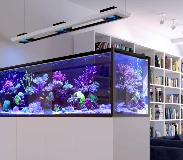 Image by Saltwater Aquarium Complete Set 🐟 Review & Recomme