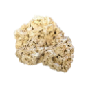 Reef rock Icon