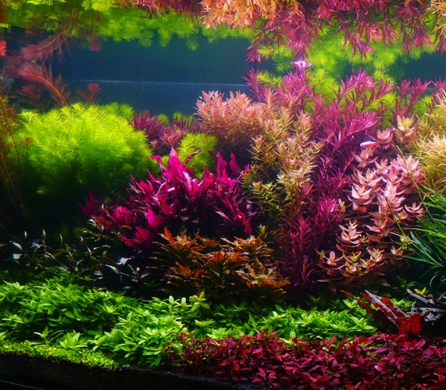Image by CO2 Systems for Aquariums: When Are They a Good Id