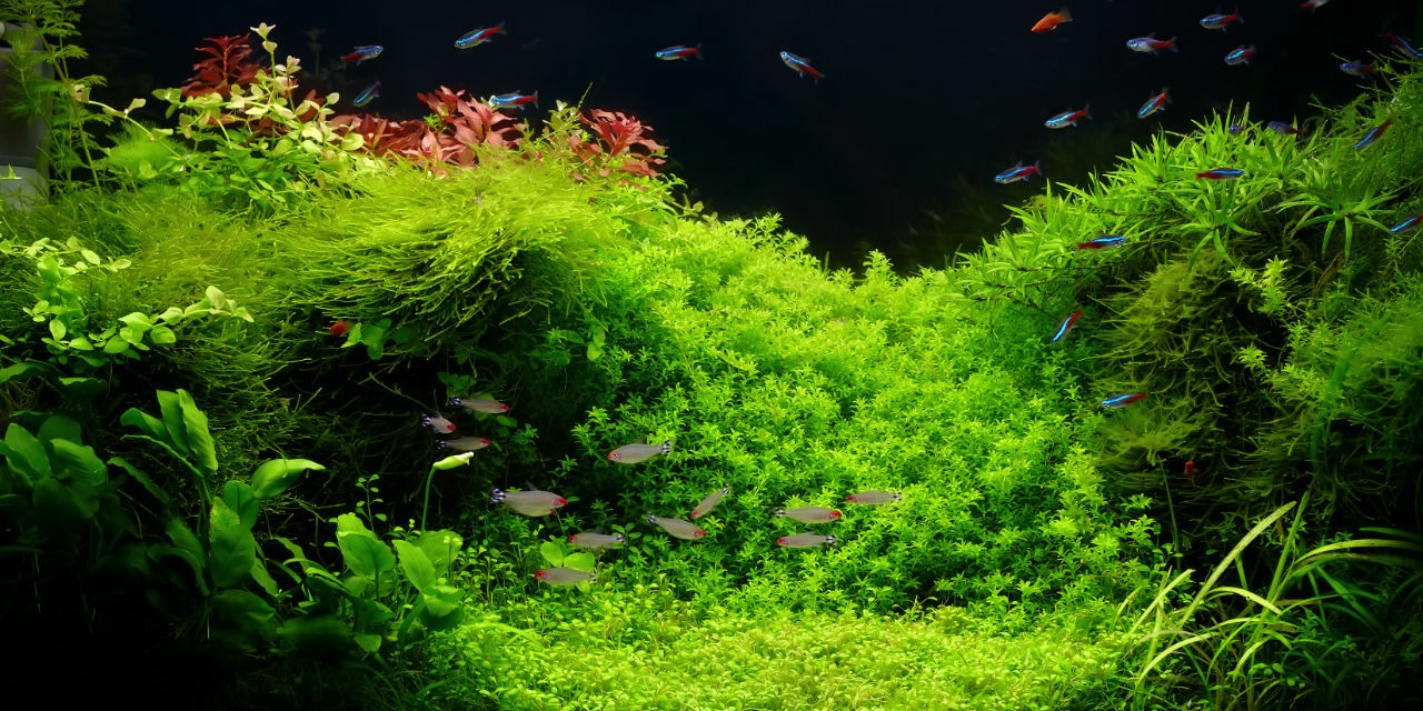 Aquarium with CO2