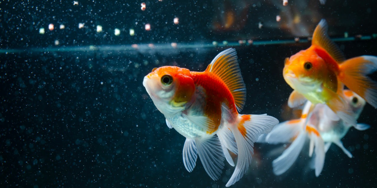 Fish Food for Goldfish