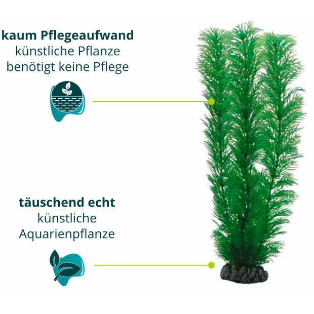 Hobby Egeria