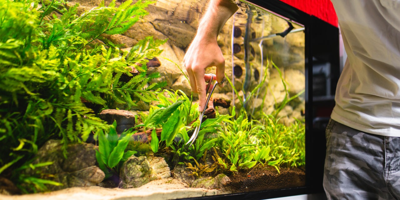 Trimming Aquarium Plants