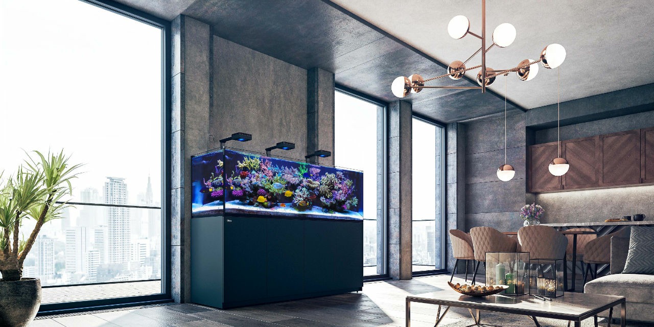 Mixed Saltwater Aquarium