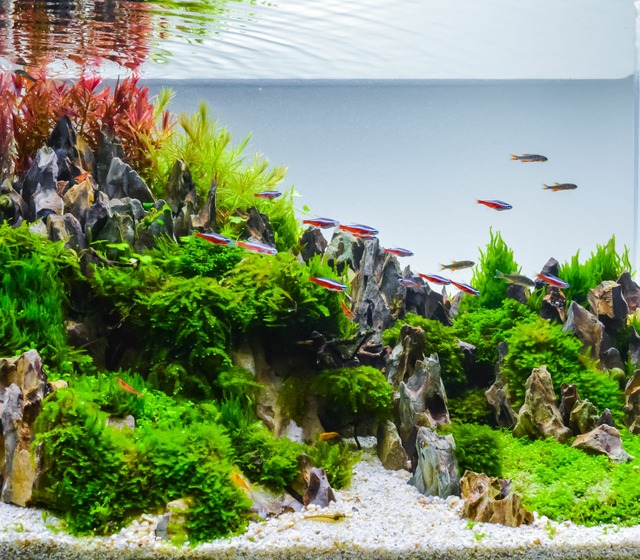 Image by Aquarium Costs 🐟 Saltwater & Freshwater, including