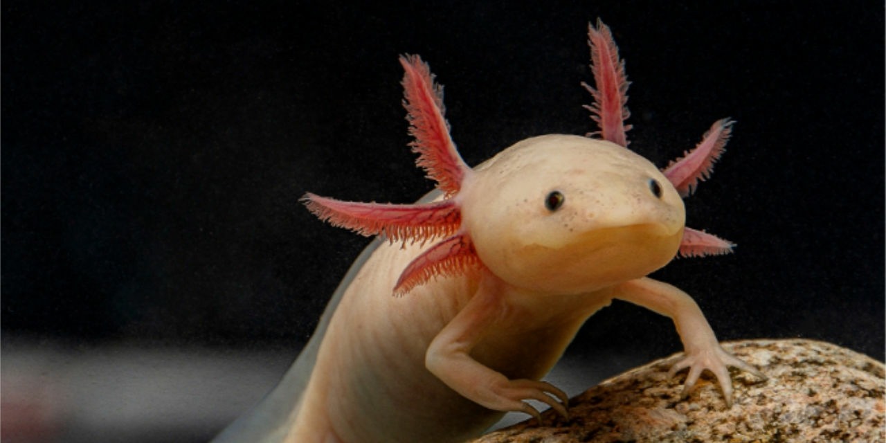 Axolotl Aquarium