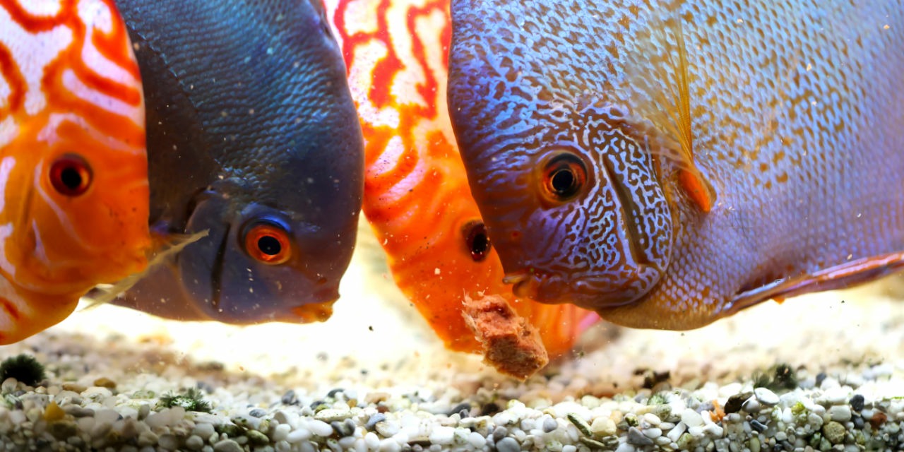 Feeding Discus Fish