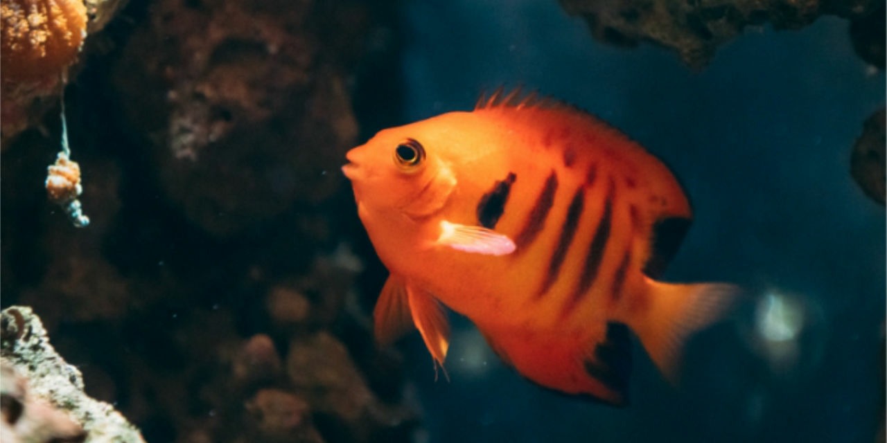 Dwarf Emperor in a Saltwater Aquarium