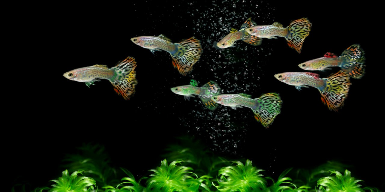 Make Your Own Fish Food for Guppies