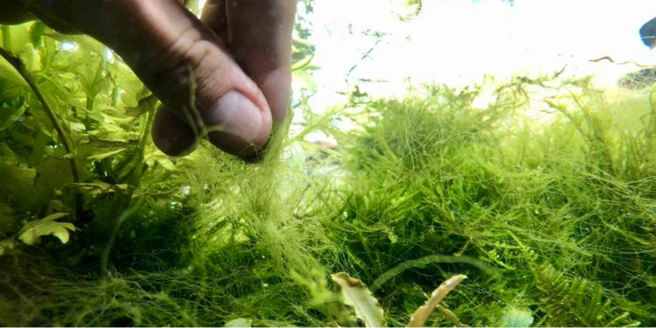 Thread Algae in the Aquarium
