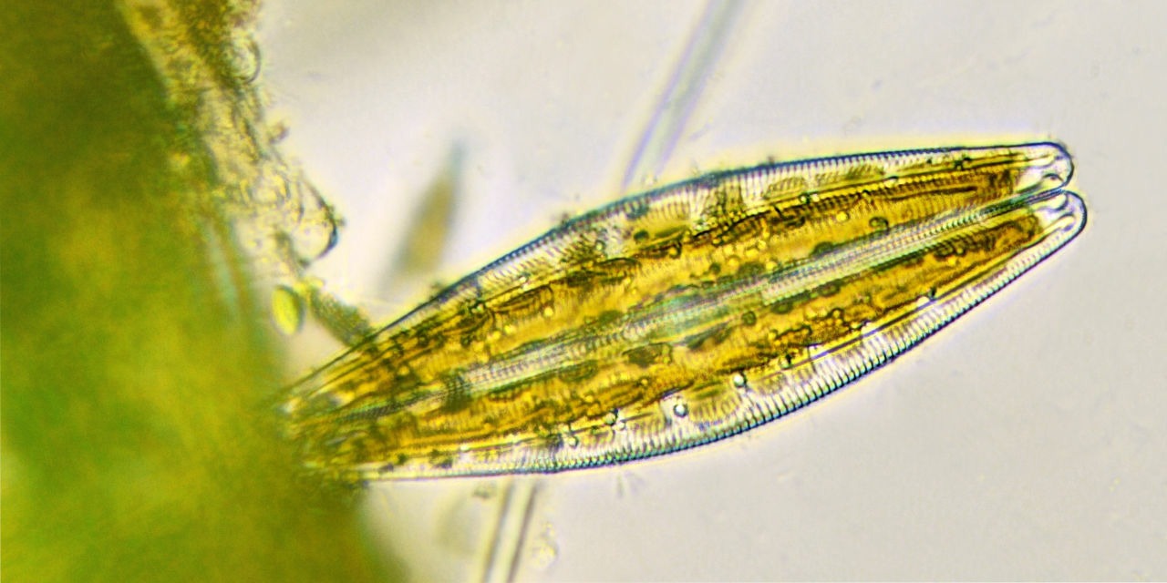 Diatoms