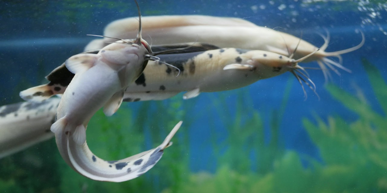 Frog catfish (Clarias batrachus)
