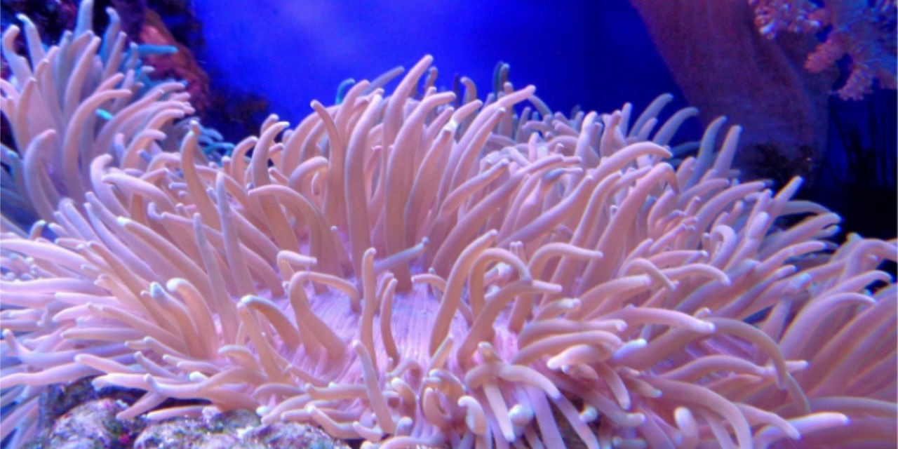 Design Options for a Saltwater Aquarium