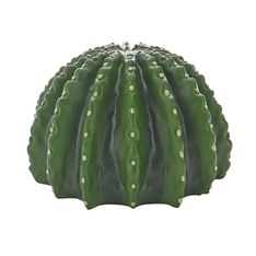 Hobby Cactus Home