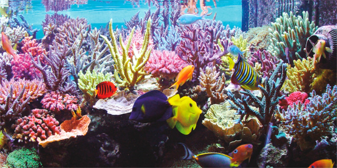 D-D Complete System for Fish and Corals